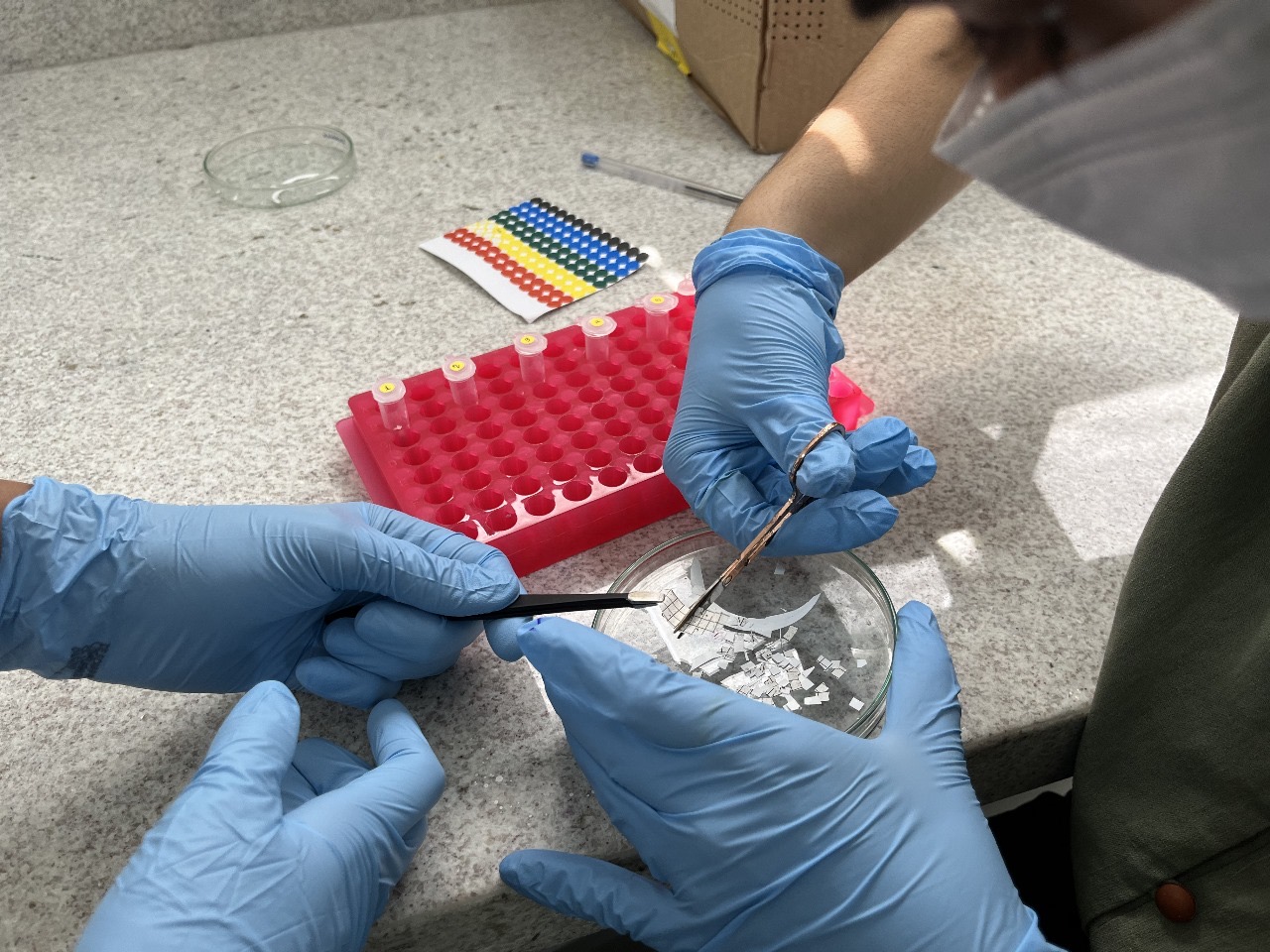 Estudo com DNA ambiental descobre diversidade de espécies na RPPN Estação Veracel