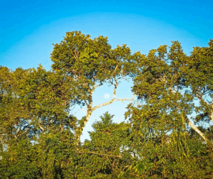 Quintais produtivos agroecológicos promovem renda  e diversidade alimentar no Sul da Bahia