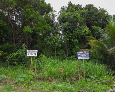 Para especialistas, onda de crimes ambientais ameaça futuro de Porto Seguro