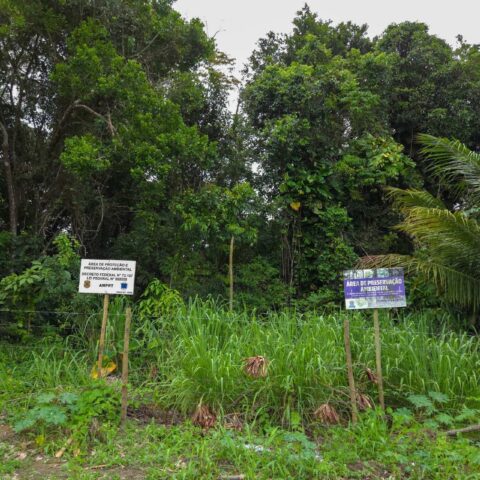 Para especialistas, onda de crimes ambientais ameaça futuro de Porto Seguro