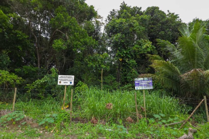 Para especialistas, onda de crimes ambientais ameaça futuro de Porto Seguro