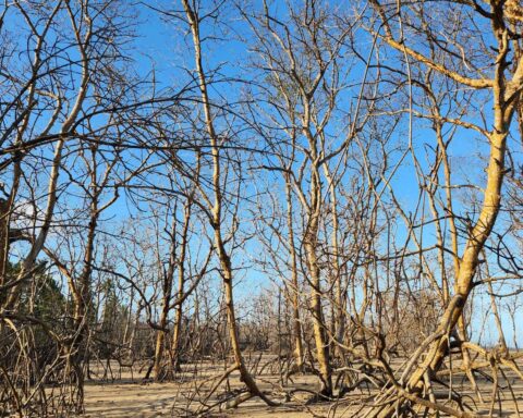 Danos causados ao Rio Jequitinhonha deixam Belmonte à beira da degradação
