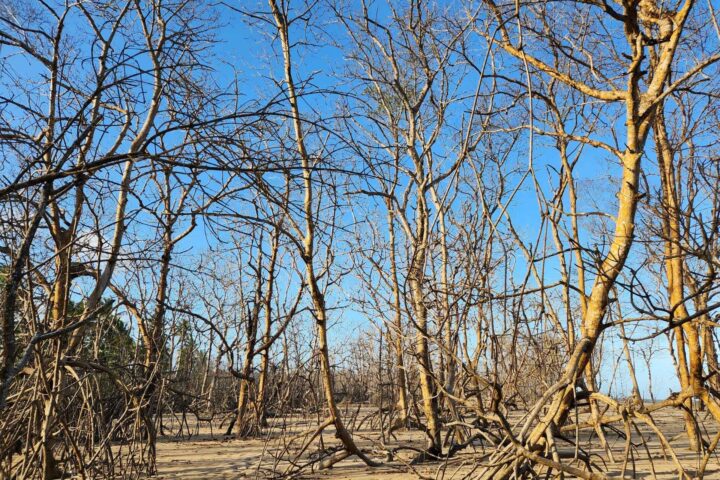 Danos causados ao Rio Jequitinhonha deixam Belmonte à beira da degradação