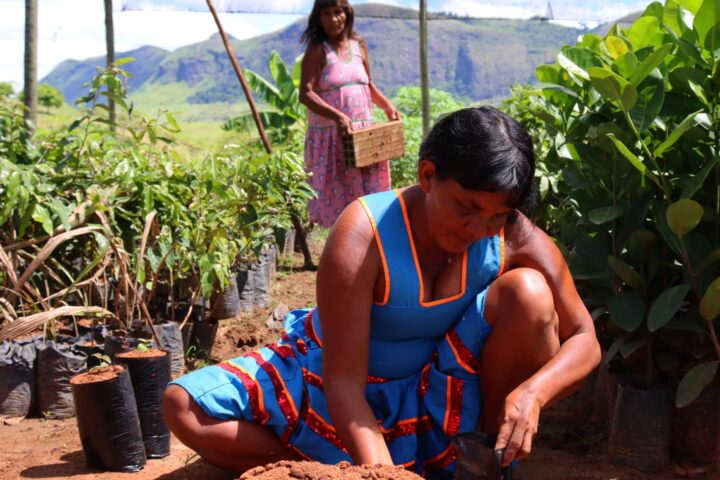 Povo indígena do norte de Minas replanta florestas para curar suas terras ancestrais