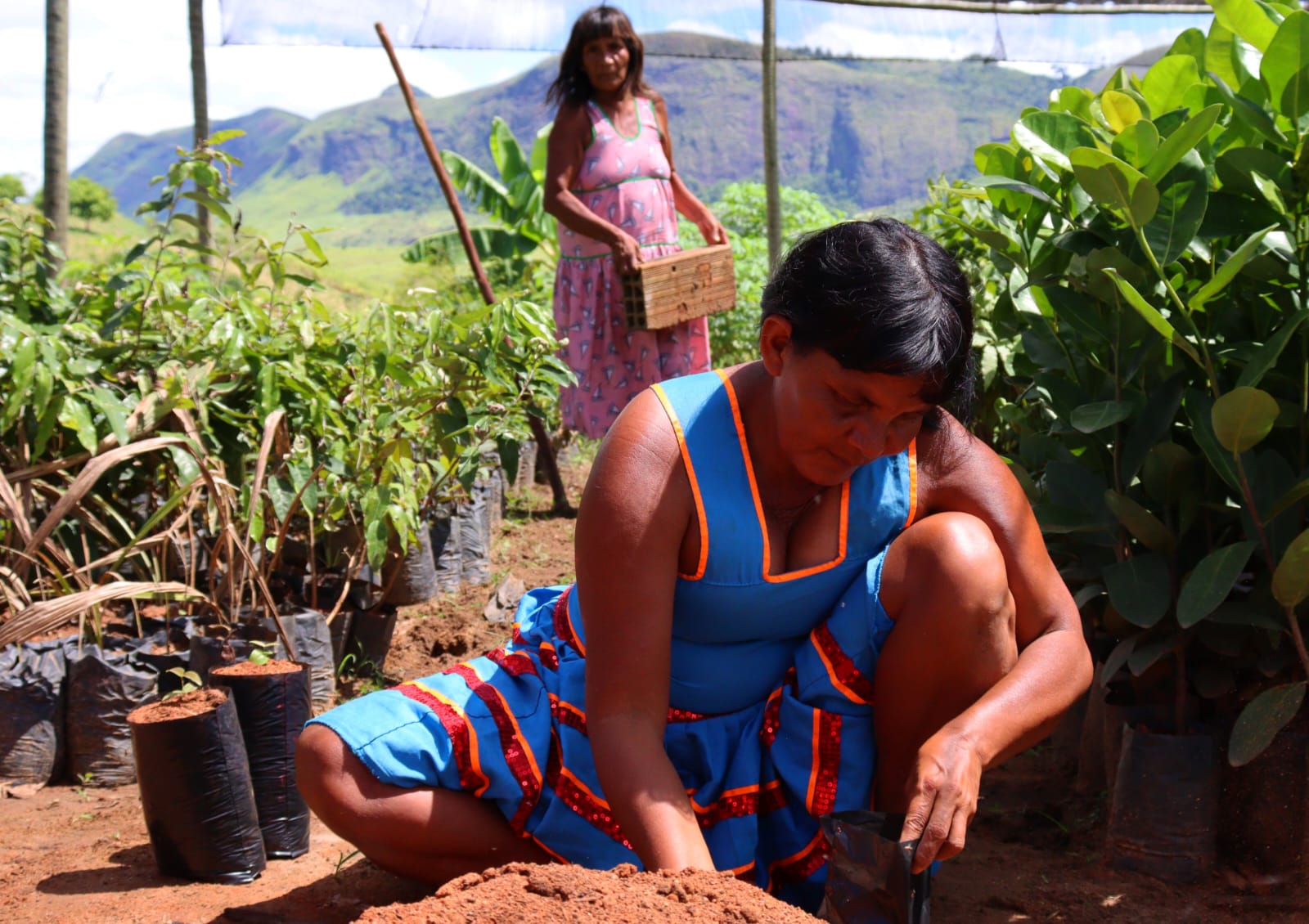 Povo indígena do norte de Minas replanta florestas para curar suas terras ancestrais