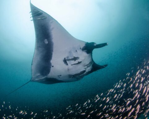Estudo analisa impactos das mudanças climáticas sobre as raias-manta