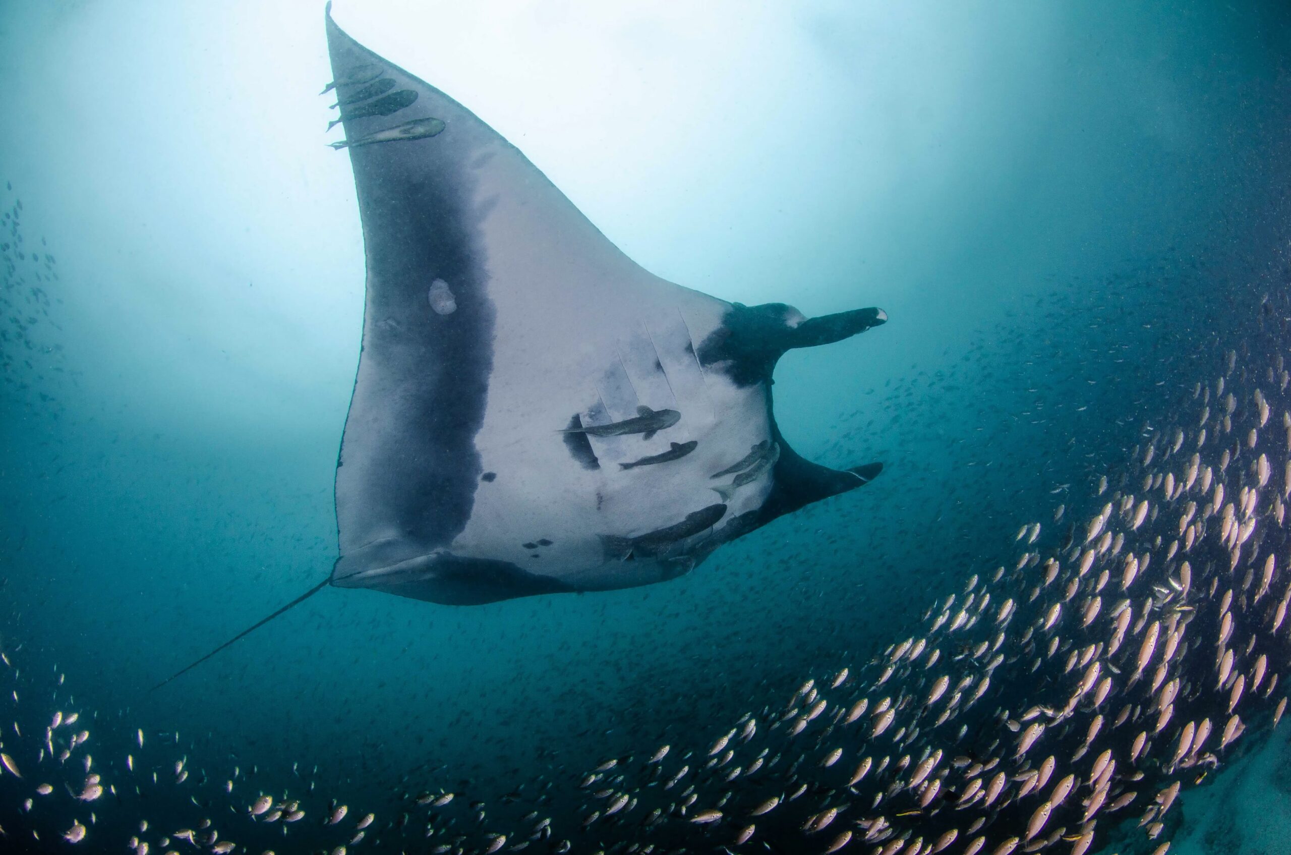 Estudo analisa impactos das mudanças climáticas sobre as raias-manta