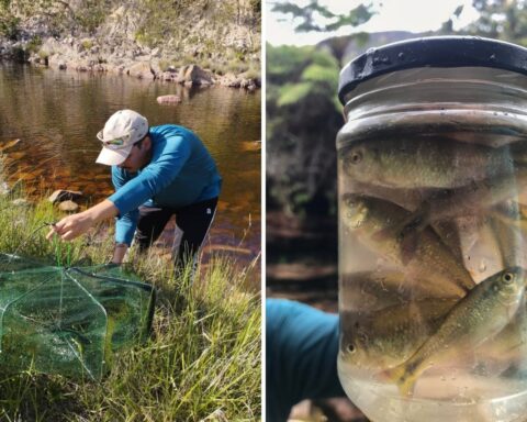 Estudo detecta contaminação por microplásticos em peixes de área preservada da Chapada Diamantina