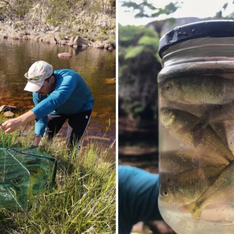 Estudo detecta contaminação por microplásticos em peixes de área preservada da Chapada Diamantina