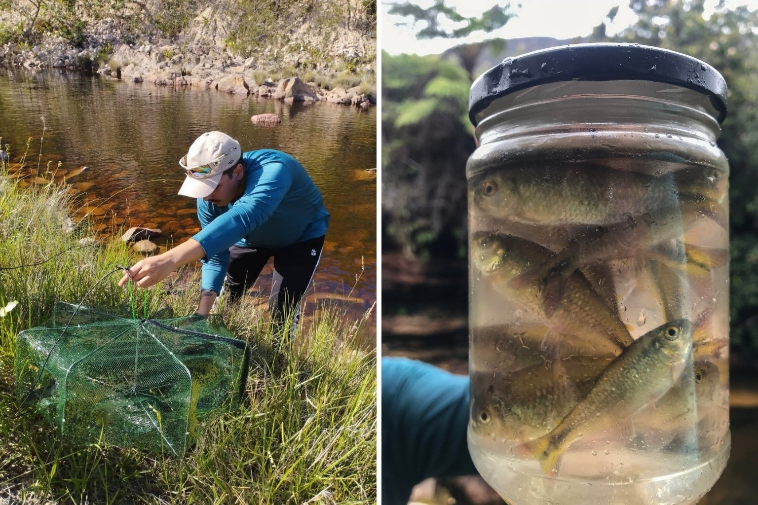 Estudo detecta contaminação por microplásticos em peixes de área preservada da Chapada Diamantina