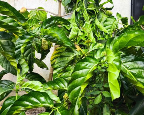 Estudo no Sul da Bahia aponta importância da restauração florestal no combate às mudanças climáticas 
